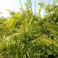 Calamus rotang L.