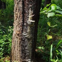Pinus caribaea Morelet