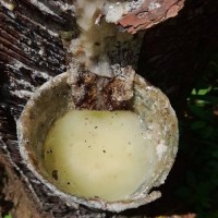 Pinus caribaea Morelet