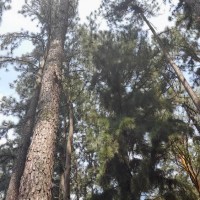 Pinus caribaea Morelet