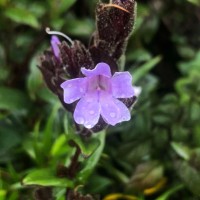Strobilanthes sexennis var. cerinthoides (Nees) Clarke