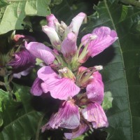 <i>Acanthus polystachyus</i>  Delile