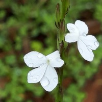 Striga angustifolia (D.Don) C.J.Saldanha