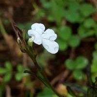 Striga angustifolia (D.Don) C.J.Saldanha