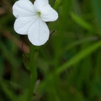 Striga angustifolia (D.Don) C.J.Saldanha