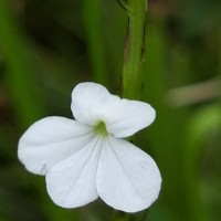 Striga angustifolia (D.Don) C.J.Saldanha