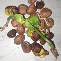 Pachira aquatica Aubl.