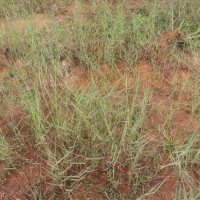 Panicum repens L.