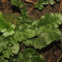 Tectaria zeilanica  (Houtt.) Sledge