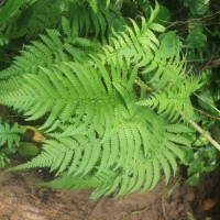 Christella dentata  (Forssk.) Brownsey & Jermy