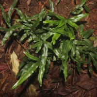 Lindsaea ensifolia  Sw.