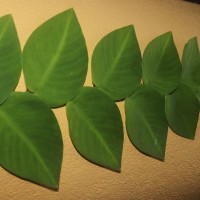 Rhaphidophora hayi P.C.Boyce & Bogner