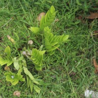 Zamioculcas zamiifolia (G.Lodd.) Engl.