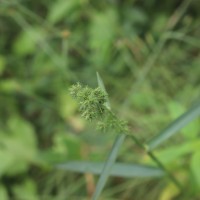 Fuirena umbellata Rottb.