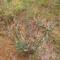Fuirena umbellata Rottb.