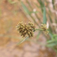 Fuirena umbellata Rottb.