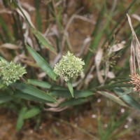 Fuirena umbellata Rottb.