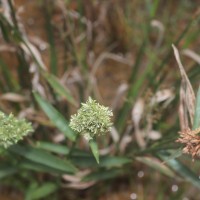 Fuirena umbellata Rottb.
