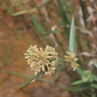 Fuirena umbellata Rottb.
