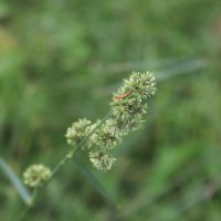 Fuirena umbellata Rottb.