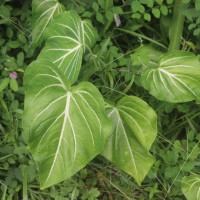 Caladium schomburgkii Schott