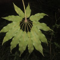 Schefflera exaltata (Thwaites) Frodin