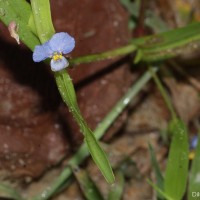 Commelina attenuata J.Koenig ex Vahl