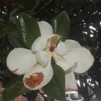 Magnolia grandiflora L.