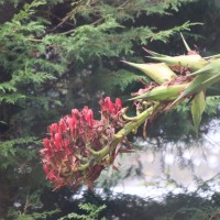Doryanthes palmeri W.Bull