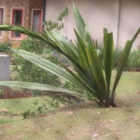Doryanthes palmeri W.Bull