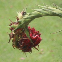 Doryanthes palmeri W.Bull