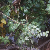 Xylocarpus rumphii (Kostel.) Mabb.