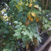 Xylocarpus rumphii (Kostel.) Mabb.