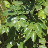 Xylocarpus rumphii (Kostel.) Mabb.