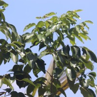 Xylocarpus rumphii (Kostel.) Mabb.