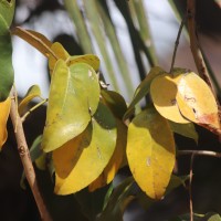 Xylocarpus rumphii (Kostel.) Mabb.