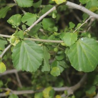 Grewia tenax (Forssk.) Fiori