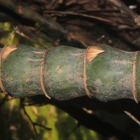 Bambusa ventricosa McClure