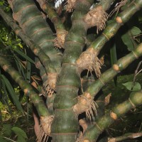 Bambusa ventricosa McClure