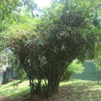Bambusa ventricosa McClure