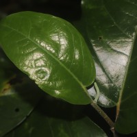 Piper colubrinum Link