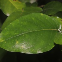 Piper colubrinum Link