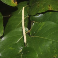 Piper colubrinum Link