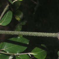 Piper colubrinum Link