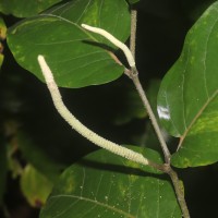 Piper colubrinum Link