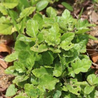 Gynura pseudochina (L.) DC.