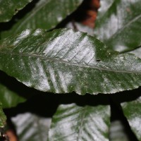 Bolbitis subcrenata  (Hook. & Grev.) Ching