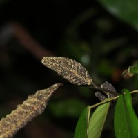 Bolbitis subcrenata  (Hook. & Grev.) Ching