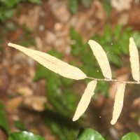 Bolbitis subcrenata  (Hook. & Grev.) Ching