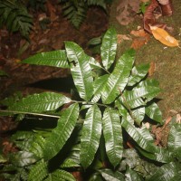 Bolbitis subcrenata  (Hook. & Grev.) Ching